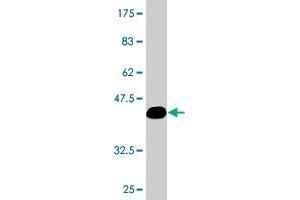 Western Blot detection against Immunogen (36. (SPA17 抗体  (AA 51-149))