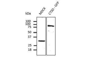 Anti-CTSD Ab at 1/500 dilution, endogenous CTSD (100 µg per Iane) and transfected 293FT cell lysate (at 30 µg per Iane), rabbit polyclonal to goat lgG (HRP) at 1/10,000 dilution,