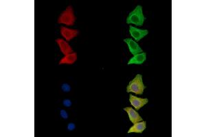 ABIN7096695 and ABIN7100760 staining Hela cells by IF/ICC. (Prokineticin 1 抗体)