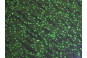 Immunofluorescence (IF) image for anti-Histone 3 (H3) (AA 1-136) antibody (ABIN7439303)