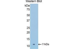 Western blot analysis of the recombinant protein. (COL2A1 抗体  (AA 1307-1383))