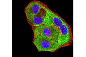 Immunofluorescence analysis of Hela cells using P2RY8 mouse mAb (green). (P2RY8 抗体)