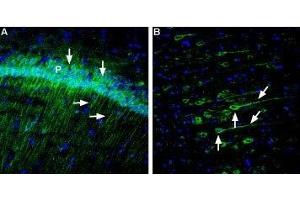 Expression of Neuroplastin in rat hippocampus and rat cortex - Immunohistochemical staining of free floating frozen section of rat hippocampal CA1 region (A) and posterior cingulate cortex (B) using Anti-Neuroplastin (extracellular) Antibody (ABIN7043382, ABIN7044710 and ABIN7044711), (1:120). (NPTN 抗体  (Extracellular, N-Term))