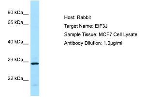 Host: RabbitTarget Name: EIF3JAntibody Dilution: 1. (EIF3S1 抗体  (C-Term))