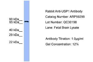 WB Suggested Anti-USP1  Antibody Titration: 0. (USP1 抗体  (C-Term))