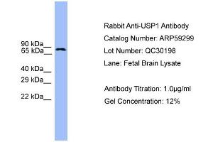 WB Suggested Anti-USP1  Antibody Titration: 0.
