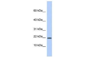HCFC1R1 antibody used at 1 ug/ml to detect target protein. (HCFC1R1 抗体)