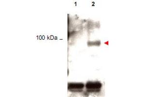 Western blot using Stat1 (phospho Y701) polyclonal antibody  shows detection of phos-phorylated Stat1 (indicated by arrowhead at ~91 kDa) in K-562 cells after 30 min treatment with 1 ku of hIFN-alpha (lane 2).
