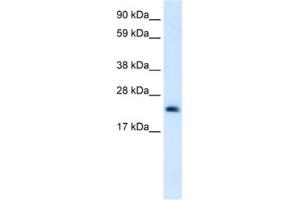 Western Blotting (WB) image for anti-High Mobility Group Box 3 (HMGB3) antibody (ABIN2461205) (HMGB3 抗体)