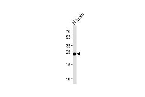 Western blot analysis of lysate from human brain tissue lysate, using GSTM5 Antibody (N-term) (ABIN656656 and ABIN2845897).