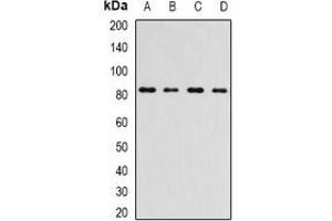 Western blot analysis of INTS10 expression in A549 (A), HepG2 (B), mouse kidney (C), rat testis (D) whole cell lysates. (INTS10 抗体)