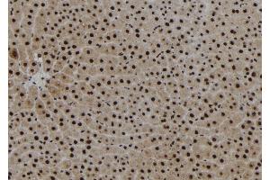 ABIN6267210 at 1/100 staining Rat liver tissue by IHC-P. (KLF4 抗体  (pSer254))