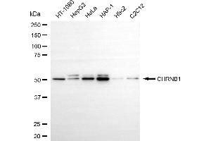 anti-Nicotinic Acetylcholine Receptor beta (CHRNB1) antibody