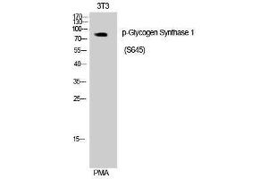 Western Blotting (WB) image for anti-Glycogen Synthase 1 (Muscle) (GYS1) (pSer645) antibody (ABIN3173218) (Glycogen Synthase 1 抗体  (pSer645))