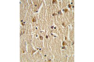 Formalin-fixed and paraffin-embedded human brain tissue reacted with HS Antibody (N-term), which was peroxidase-conjugated to the secondary antibody, followed by DAB staining. (Hsc70 抗体  (N-Term))