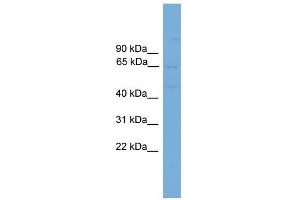 WB Suggested Anti-SLC10A3 Antibody Titration:  0. (SLC10A3 抗体  (Middle Region))