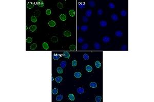 Immunofluorescence (IF) image for anti-Lamin A/C (LMNA) (C-Term) antibody (ABIN6254178) (Lamin A/C 抗体  (C-Term))
