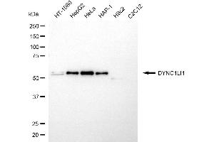 Western blotting analysis using DYNC1LI1 antibody (ABIN7798401).