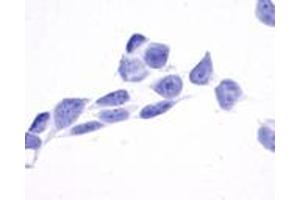 Anti-TPRA1 / GPR175 antibody immunocytochemistry (ICC) staining of untransfected HEK293 human embryonic kidney cells. (GPR175 抗体  (Cytoplasmic Domain))