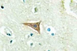Immunohistochemistry analyzes of Ephrin-A5 antibody in paraffin-embedded human brain tissue. (Ephrin A5 抗体)