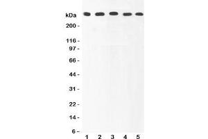Western blot testing of Ki67 antibody and Lane 1:  HeLa (Ki-67 抗体  (AA 2860-3256))