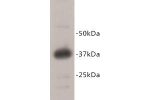 Western Blotting (WB) image for anti-RAS (RAD and GEM)-Like GTP Binding 2 (REM2) (C-Term) antibody (ABIN1854972) (REM2 抗体  (C-Term))