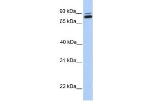 Western Blotting (WB) image for anti-gamma-Glutamyltransferase 7 (GGT7) antibody (ABIN2459265) (GGT7 抗体)