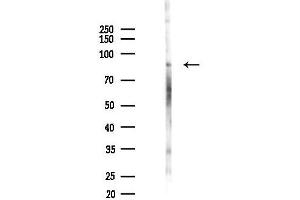 Western blot analysis of lysates from Mouse testis, using SB Antibody at 1/1000 dilution.