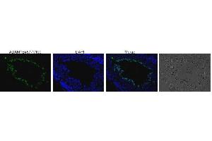 Immunofluorescence (IF) image for anti-A Disintegrin and Metallopeptidase Domain 1b (ADAM1B) antibody (ABIN3200995) (Adam1b 抗体)