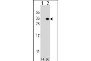 Western blot analysis of HS2ST1 (arrow) using rabbit polyclonal HS2ST1 Antibody (N-term) (ABIN391988 and ABIN2841776). (HS2ST1 抗体  (N-Term))