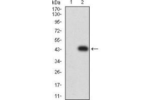 Western blot analysis using CD64 mAb against HEK293 (1) and CD64 (AA: extra 16-145)-hIgGFc transfected HEK293 (2) cell lysate. (FCGR1A 抗体  (AA 21-239))