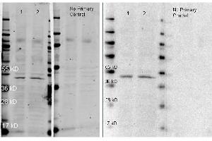 Western Blot of Goat anti-Rabbit IgG Peroxidase Conjugated Antibody. (山羊 anti-兔 IgG (Heavy & Light Chain) Antibody (HRP))