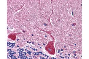 Anti-RWDD3 antibody IHC of human brain, cerebellum. (RWDD3 抗体  (C-Term))