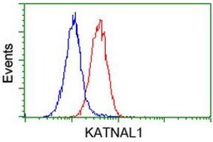 Flow cytometric Analysis of Hela cells, using anti-KATNAL1 antibody (ABIN2454320), (Red), compared to a nonspecific negative control antibody, (Blue). (KATNAL1 抗体)