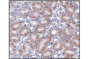 Immunohistochemistry of MTCH2 in mouse kidney tissue AP30569PU-N antibody at 5 μg/ml. (MTCH2 抗体  (N-Term))