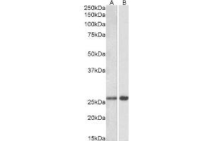 ABIN5539900 (0. (MOBKL3 抗体  (AA 137-151))