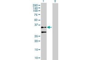 Western Blot analysis of ACTG2 expression in transfected 293T cell line by ACTG2 MaxPab polyclonal antibody.