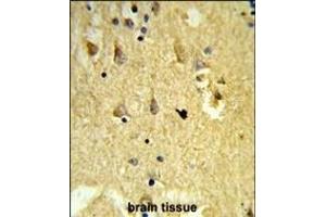 Formalin-fixed and paraffin-embedded human brain tissue reacted with SH3BGRL3 Antibody (Center), which was peroxidase-conjugated to the secondary antibody, followed by DAB staining. (SH3BGRL3 抗体  (AA 24-52))