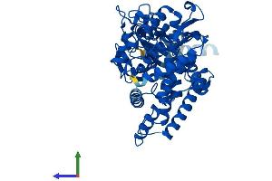 Protein Structure (PS) image for Cytochrome P450, Family 2, Subfamily C, Polypeptide 19 (CYP2C19) (AA 1-490) protein (His tag) (ABIN7546826)