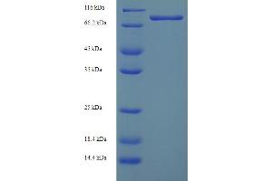 SDS-PAGE (SDS) image for Ganglioside-Induced Differentiation-Associated-Protein 2 (GDAP2) (AA 1-496), (full length) protein (His-SUMO Tag) (ABIN5711813) (GDAP2 Protein (AA 1-496, full length) (His-SUMO Tag))