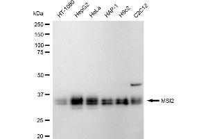 Western blotting analysis using MSI2 antibody (ABIN7799495).