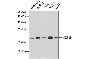 Western blot analysis of extracts of various cell lines using MZT2B Polyclonal Antibody at dilution of 1:1000. (MZT2B 抗体)