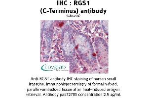 Image no. 1 for anti-Regulator of G-Protein Signaling 1 (RGS1) (C-Term) antibody (ABIN1738849) (RGS1 抗体  (C-Term))
