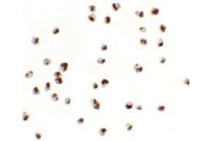 Immunocytochemistry of YPEL5 in A20 cells with YPEL5 antibody at 2. (YPEL5 抗体  (N-Term))