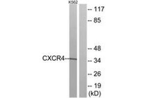 Western blot analysis of extracts from K562 cells, using CXCR4 Antibody. (CXCR4 抗体  (AA 300-349))