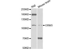 Western blot analysis of extracts of various cell lines, using GRM3 antibody. (Metabotropic Glutamate Receptor 3 抗体  (AA 23-170))