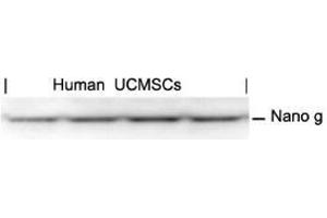 Western blot analysis of extracts from human Umbilical cord mesenchymal stem cell using Nanog. (Nanog 抗体  (AA 137-141))