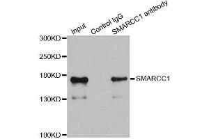Immunoprecipitation analysis of 200ug extracts of 293T cells using 1ug SMARCC1 antibody. (SMARCC1 抗体  (AA 80-320))