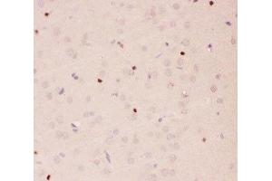 IHC-P staining of rat brain tissue (APEX1 抗体  (AA 2-318))