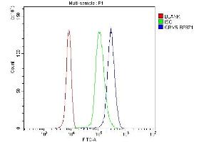 Flow Cytometry analysis of U937 cells using anti-GRM5 antibody (ABIN7600849). (Metabotropic Glutamate Receptor 5 抗体  (AA 24-560))
